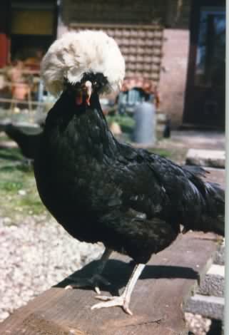 Mijn Kuifhoender