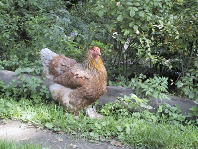 Brahma blauwpatrijs